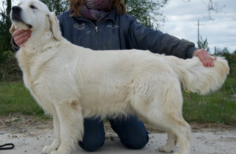 chiens-Golden-Retriever-38786002-d541-c7d4-b53b-878a63067fc9_min