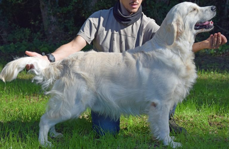 chiens-Golden-Retriever-51068614-4cbd-a904-659d-f47a969e09f4_min