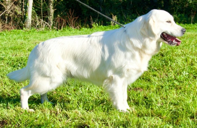 chiens-Golden-Retriever-9df7df47-ba2b-7974-51a3-155916e01ae9_min chiens-Golden-Retriever-9df7df47-ba2b-7974-51a3-155916e01ae9_min