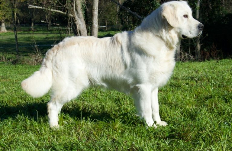 chiens-Golden-Retriever-9e14ff9e-2701-e664-f1c0-c80ec85ec1f5_min