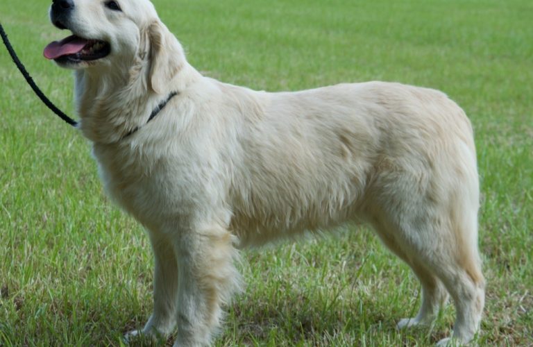 chiens-Golden-Retriever-b481b50e-df14-9604-c148-5cd88abf3ce0_min