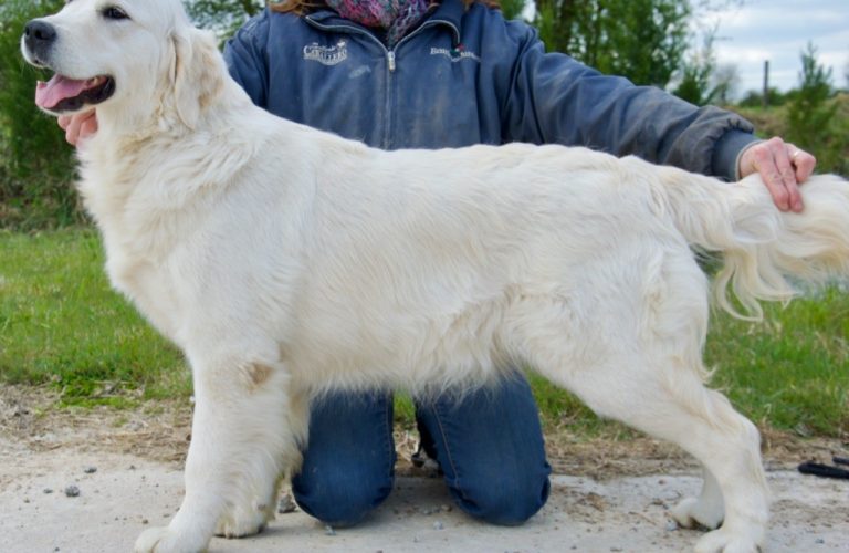 chiens-Golden-Retriever-d9327fa5-a5f3-e644-bdd5-093e37d79cd4_min