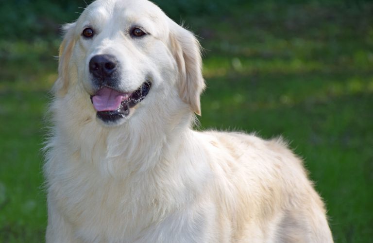 chiens-Golden-Retriever-e565fe88-b139-7b54-75a0-8524aa0807fd_min