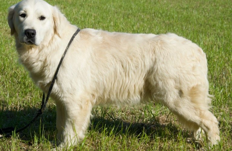chiens-Golden-Retriever-f22e20b3-1748-61f4-f1a9-b28218df0568_min