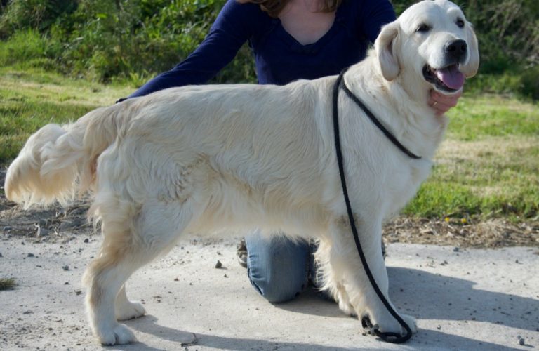 chiens-Golden-Retriever-f625390d-6f16-41d4-3158-a050f6f5137c_min